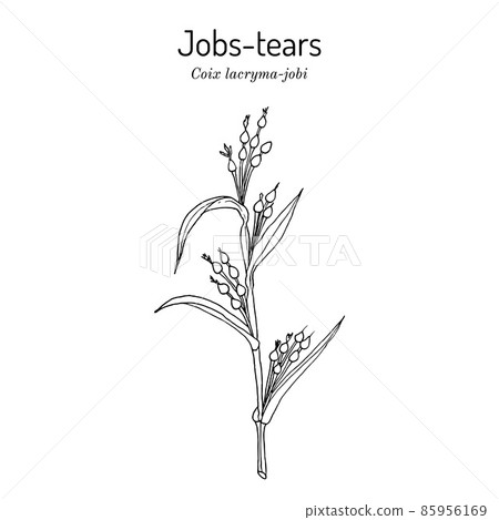 Jobs tears or adlay millet Coix lacryma-jobi , edible and medicinal plant. 85956169