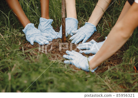 Group of volunteer hands plan a tree 85956321