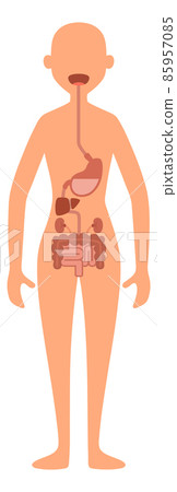 Digestive system illustration. Female body anatomy map Digestive system illustration. Female body anatomy map 85957085