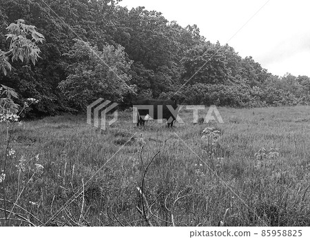 beautiful big milk cow grazes on green meadow 85958825