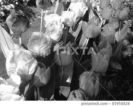 Bouquet wildflowers tulip blooming in garden 85958826