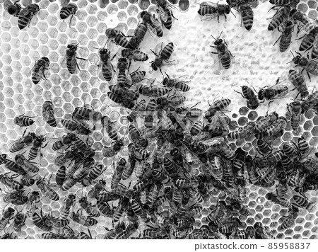 Abstract hexagon structure is honeycomb from bee hive 85958837