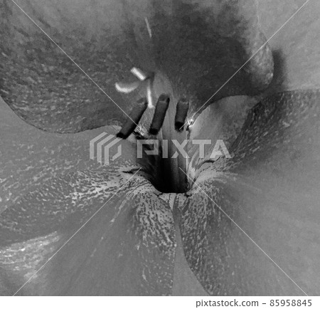 Bouquet wildflowers close up blooming in garden 85958845