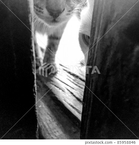 Beautiful small homeless tabby cat, natural animal close up 85958846
