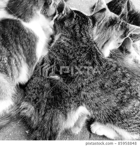 Beautiful small homeless tabby cat, natural animal close up Beautiful small homeless tabby cat, natural animal close up 85958848