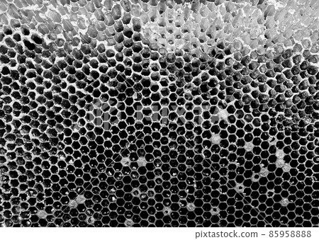 Abstract hexagon structure is honeycomb from bee hive Abstract hexagon structure is honeycomb from bee hive 85958888