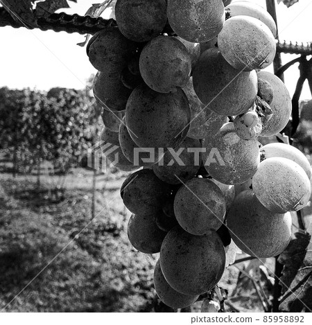 Photography on theme beautiful berry bush grape Photography on theme beautiful berry bush grape 85958892