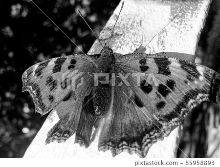 Photography to theme beautiful black butterfly Monarch Photography to theme beautiful black butterfly Monarch 85958893