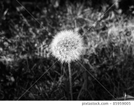 Bouquet wildflowers blowball blooming in garden Bouquet wildflowers blowball blooming in garden 85959005