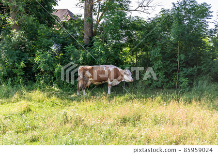 Photography on theme beautiful big milk cow Photography on theme beautiful big milk cow 85959024