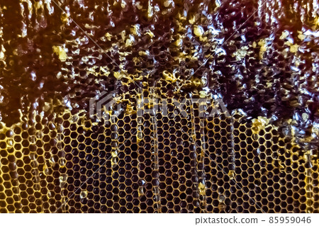 Honeycomb from bee hive filled with golden honey Honeycomb from bee hive filled with golden honey 85959046