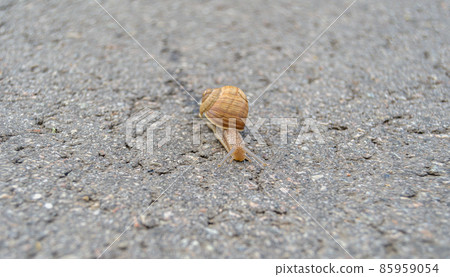 Big garden snail in shell crawling on wet road Big garden snail in shell crawling on wet road 85959054