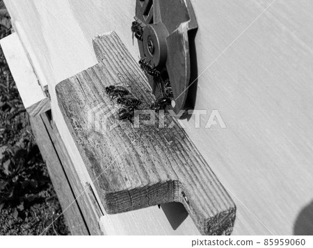 Winged bee slowly flies to beehive collect nectar 85959060