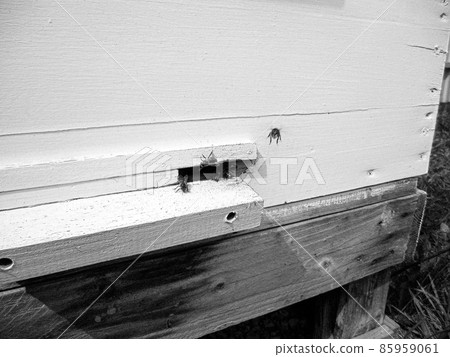 Winged bee slowly flies to beehive collect nectar 85959061