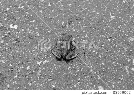 Photography to theme beautiful brown frog amphibian 85959062
