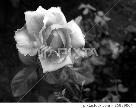 Bouquet wildflowers prickly rose blooming in garden 85959064