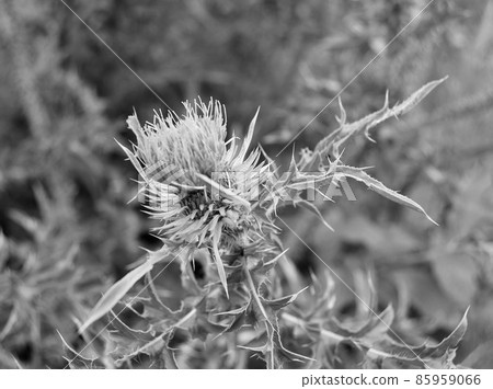 Large herbaceous medicinal plant burdock Arctium 85959066