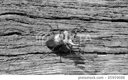 Male stag beetle with long and sharp jaws in wild forest 85959086