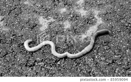Red earthworm it live bait for fishing isolated on dark background Red earthworm it live bait for fishing isolated on dark background 85959094