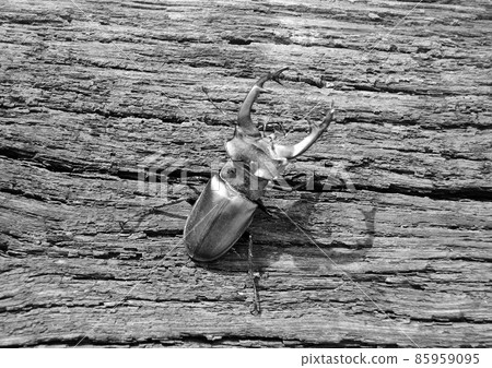 Male stag beetle with long and sharp jaws in wild forest 85959095
