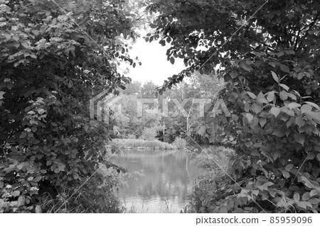 Beautiful grass swamp reed growing on shore reservoir 85959096