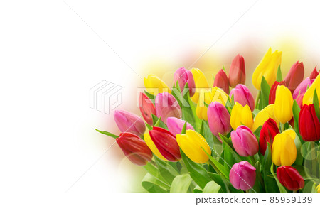 bouquet of fresh tulips flowers 85959139