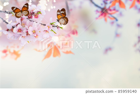 almond tree bloom almond tree bloom 85959140