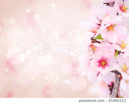 almond tree bloom almond tree bloom 85960152