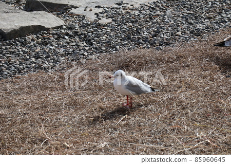 湖邊公園枯草上的百合海鷗景觀 85960645