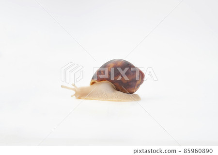 African snail Archachatina Egregia, leucist, white leg isolated on a white background 85960890
