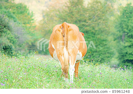 Cow eating grass shows her but 85961248