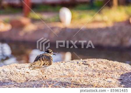 Close up shoot of cute Killdeer 85961485