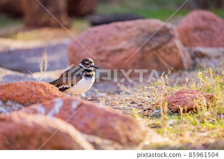 Close up shoot of cute Killdeer Close up shoot of cute Killdeer 85961504