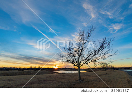 Sunset view of a nature field with a tree Sunset view of a nature field with a tree 85961587