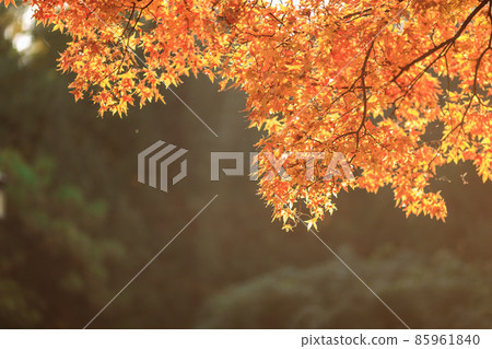 Beijing autumn ditan park view beautiful fall 85961840