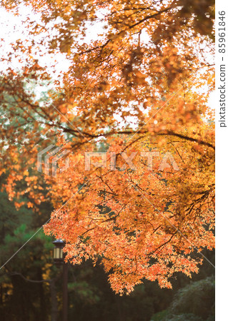Beijing autumn ditan park view beautiful fall 85961846