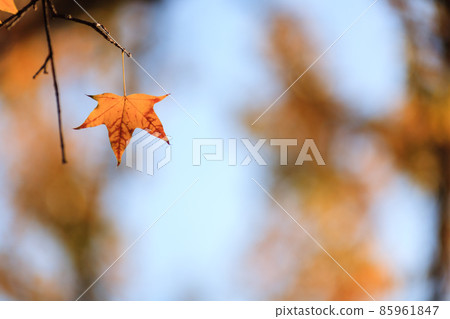 Beijing autumn ditan park view beautiful fall 85961847