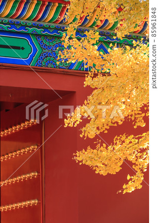Beijing autumn ditan park view beautiful fall 85961848
