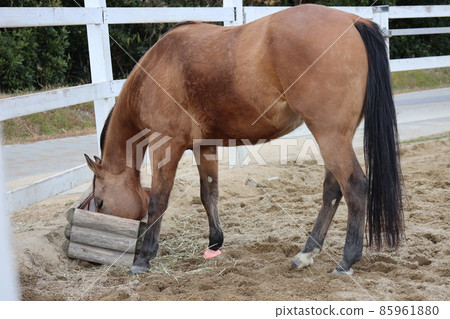 A landscape of a zoo ranch with horses eating food with their faces stuck in a feeding case A landscape of a zoo ranch with horses eating food with their faces stuck in a feeding case 85961880
