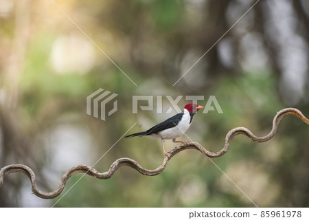 Yellow billed Cardinal,perched on a liana,Pantanal forest, Brazil Yellow billed Cardinal,perched on a liana,Pantanal forest, Brazil 85961978