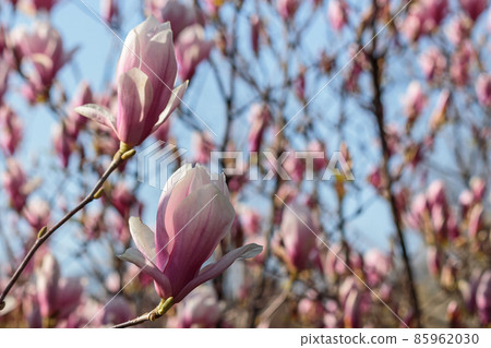magnolia tree in blossom. fresh pink flower on the branch in spring. soft bokeh background of a garden magnolia tree in blossom. fresh pink flower on the branch in spring. soft bokeh background of a garden 85962030