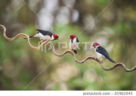 Yellow billed Cardinal,perched on a liana,Pantanal forest, Brazil 85962045