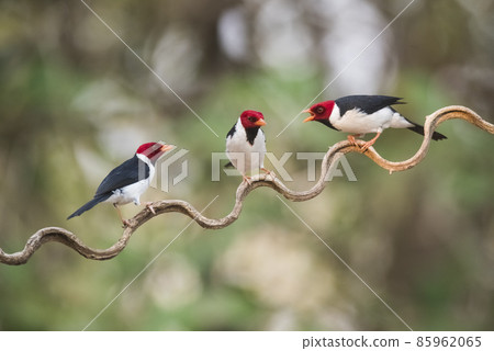 Yellow billed Cardinal,perched on a liana,, Brazil 85962065