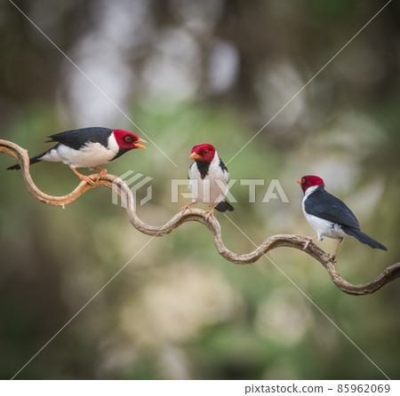 Yellow billed Cardinal,Pantanal forest, Brazil 85962069