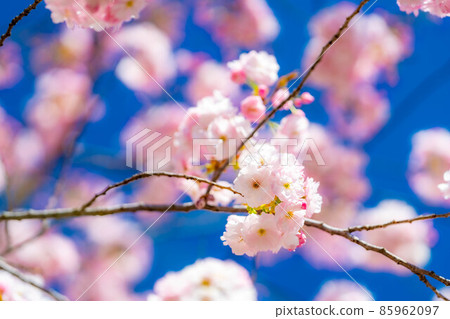 Double cherry blossoms up on the Chikuma River cherry blossom bank [Nagano Prefecture] 85962097