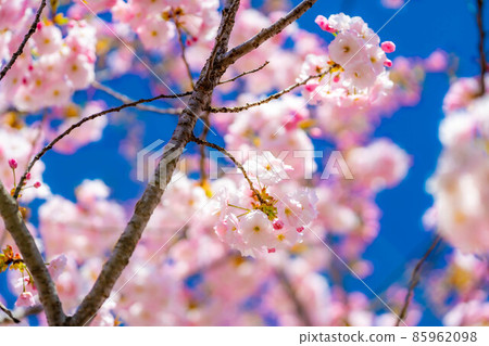 Double cherry blossoms up on the Chikuma River cherry blossom bank [Nagano Prefecture] 85962098