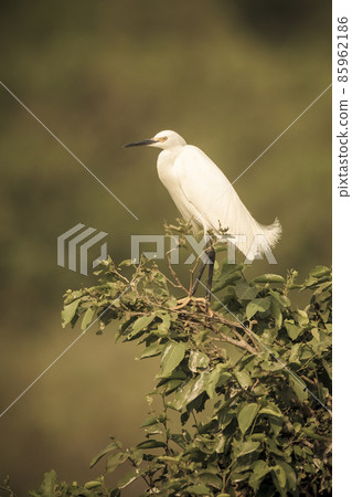 White heron, perched on the vegetation, Pantanal , Brazil White heron, perched on the vegetation, Pantanal , Brazil 85962186