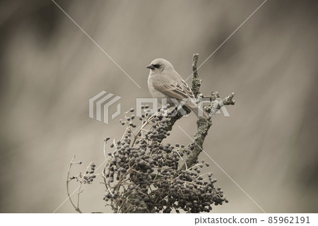 Bay winged Cowbird Bay winged Cowbird 85962191