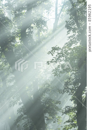 Scenery of light rays shining into the beech forest (Oyama Kagamiganaru) 85962195