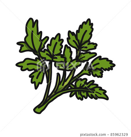 Illustration of raw garland chrysanthemum. Illustration of raw garland chrysanthemum. 85962329